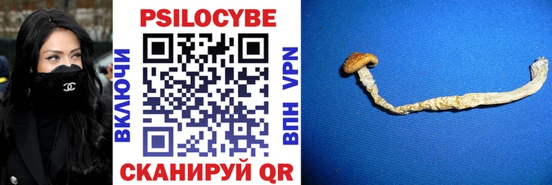 где купить наркоту  Нестеровская  Галлюциногенные грибы Psilocybe 